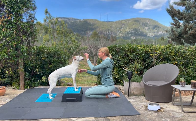 Fitnesstraining für Hunde – viel mehr als waghalsige Tricks