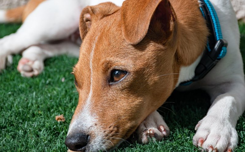 Kreuzbandriss beim Hund – wichtigste Symptome erkennen