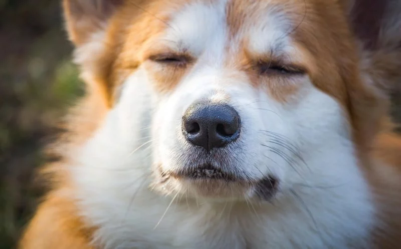 Schmerzen beim Hund – Wenn der Hund sich nicht setzt und Training nichts nützt – Gastartikel Bothshunde