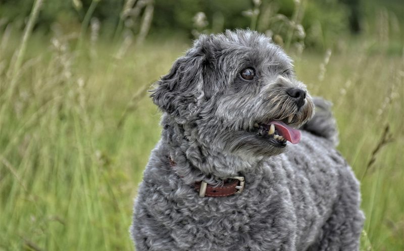 10 Tipps bei Spondylose beim Hund