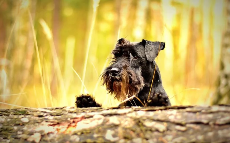 Spaziergang als Trainingseinheit für Hunde
