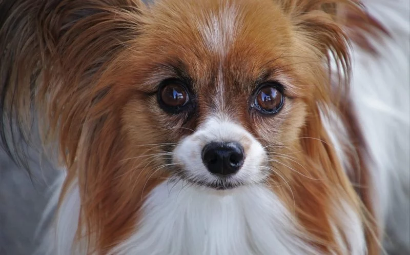 Patellaluxation – Diese 9 wichtigen Symptome solltest du kennen!