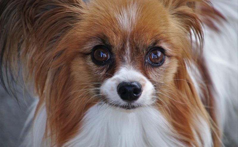 Patellaluxation beim Hund – 9 Symptome erkennen