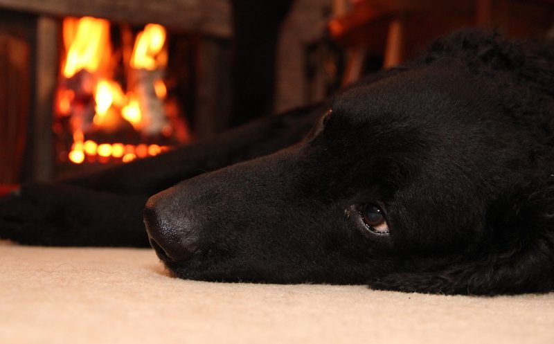 Schmerzen lindern beim Hund mit Hot Packs, Rotlicht & Co.