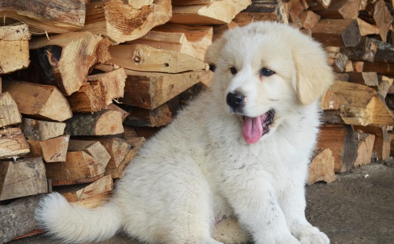 martina flocken - doggy fitness - hundephysio - hundefitness - die 7 wichtigsten symptome der ocd der schulter beim junghund