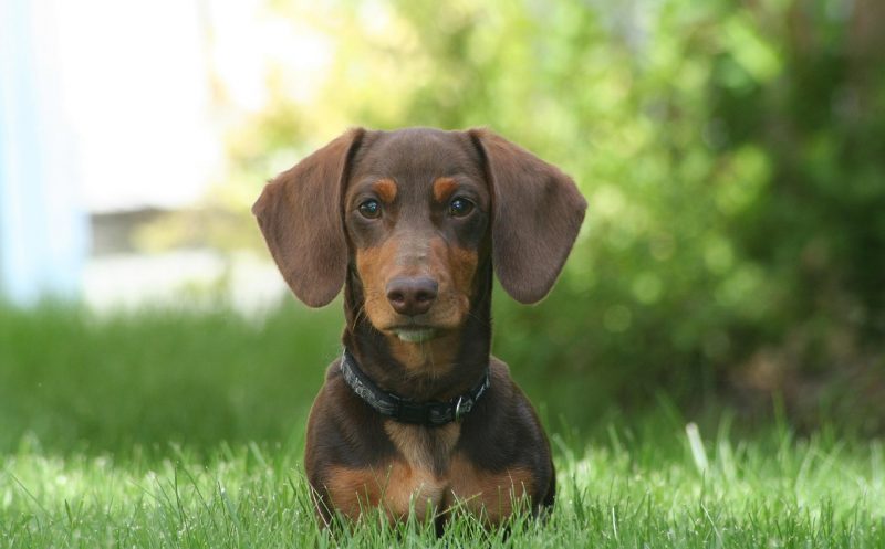 martina flocken - doggy fitness - hundephysio - hundefitness - Degenerative Myelopathie beim Hund – Ursachen und Therapie