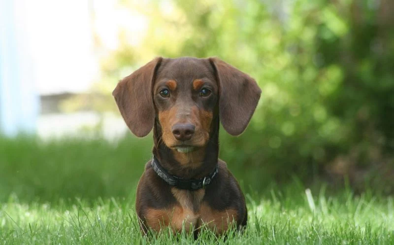 Degenerative Myelopathie Teil I – das Krankheitsbild, Ursachen, Diagnose & Therapieziele