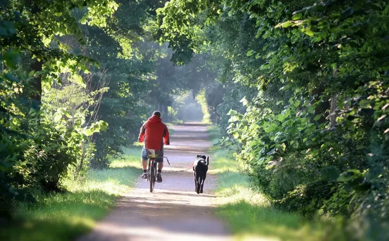 martina flocken - doggy fitness - hundephysio - hundefitness - 10 wichtige Fakten zum Radfahren mit Hund