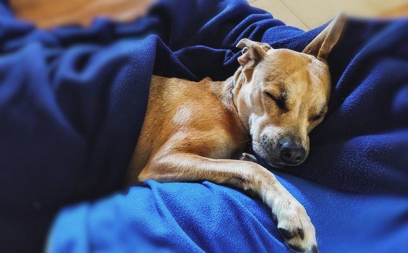 Symptome für Hüftdysplasie beim Hund erkennen und verstehen