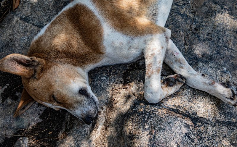 Martina Flocken - Rückenmarksinfarkt beim Hund – Krankheitsbild, Symptome und Diagnose - Hundephysio - Hundefitness