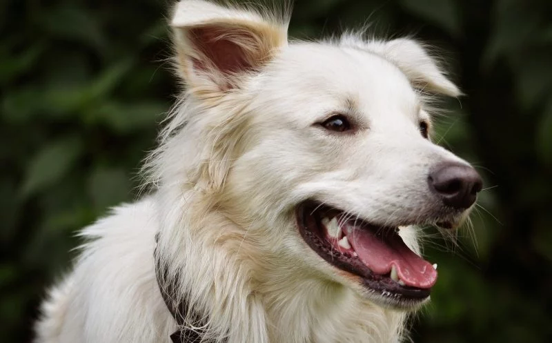 10 Verhaltenstipps beim Rückenmarksinfarkt – so kannst du deinen Hund unterstützen