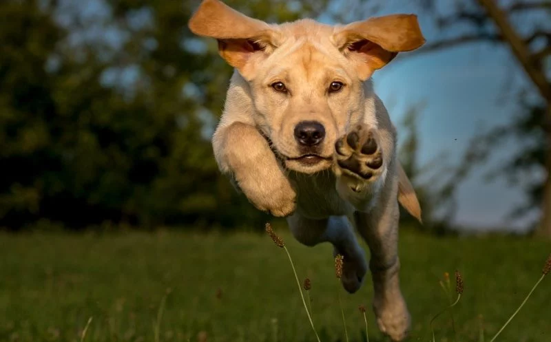Nahrungsergänzungsmittel – Neuseeländisches Grünlippmuschelextrakt – Hilfe bei Arthrose, Hüftdysplasie & Co.