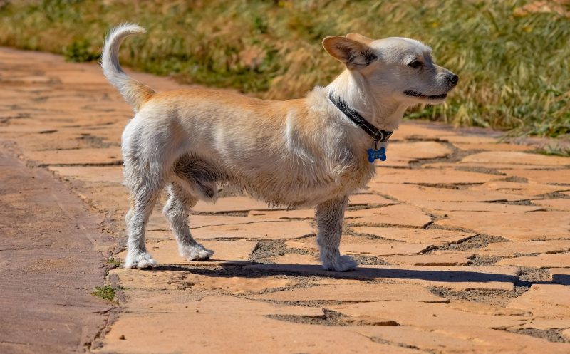 Behinderter Hund – Unverzichtbare Tipps für ein Leben mit Handicaphund