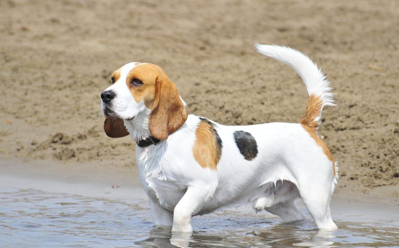Dein Hund schwimmt nicht gern oder darf es nicht? – Wassertreten für Hunde  – die Alternative