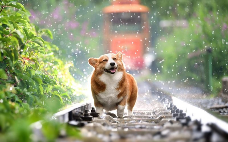 Ist das Gewicht deines Hundes optimal? So erkennst du, ob dein Hund zu dick ist!