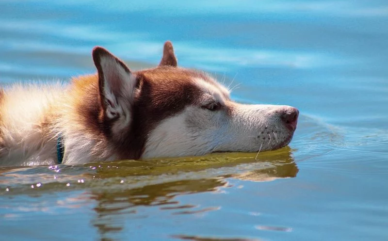 Schwimmen mit Hund – diese 10 Punkte solltest du beachten!