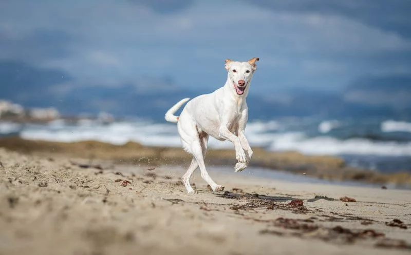 So bleibt dein Hund in Bewegung trotz Hitze –  3 aktiven Übungen für deinen Hund