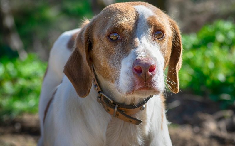 martina flocken - doggy fitness - Die 4 Schweregrade der Patellaluxation beim Hund einfach erklärt - hundephysio - hundefitness