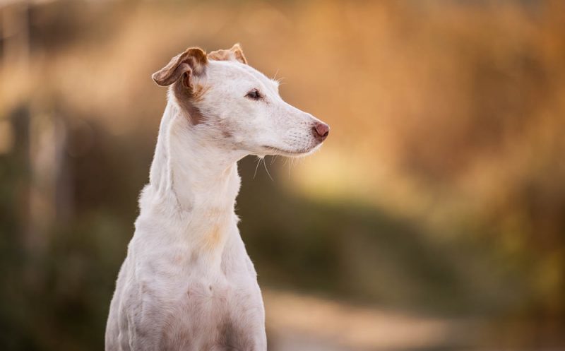 martina flocken - doggy fitness - arthrose beim hund 7 wichtige verhaltenstipps - hundephysio - hundefitness