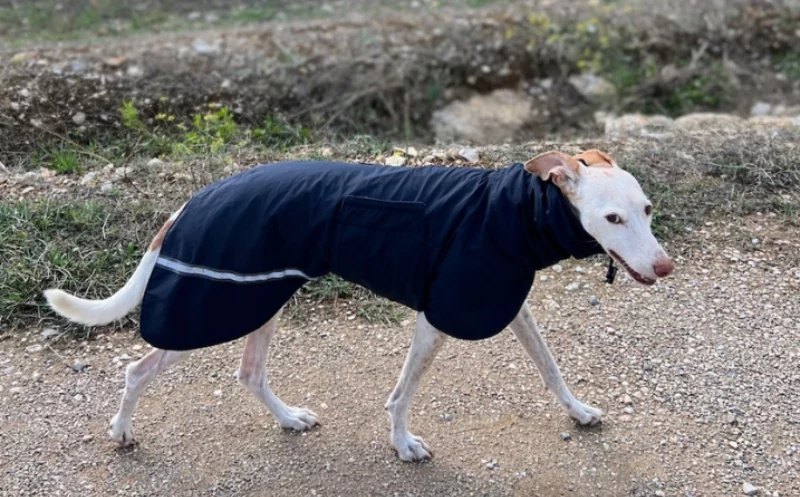 Hundemantel – für welche Hunde ist er unverzichtbar?