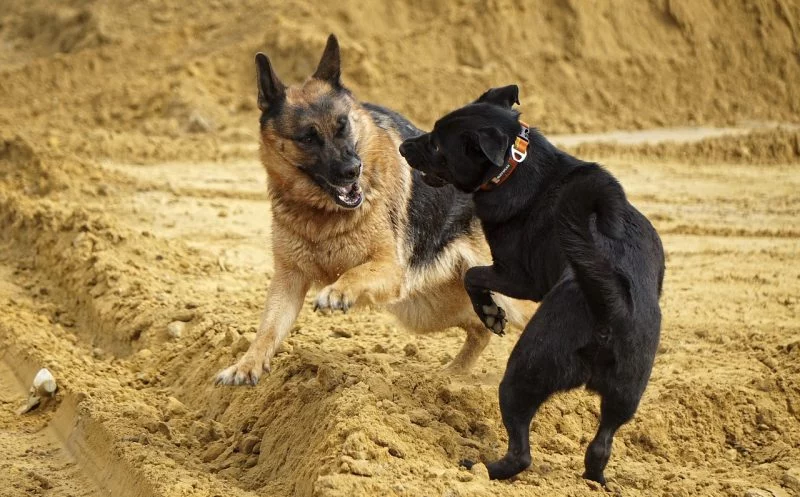 martina flocken - doggy fitness - kreuzbandriss beim hund – ursachen und folgen - hundephysio - hundefitness