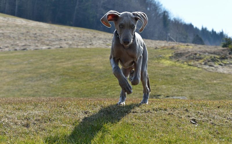 Verstauchung beim Hund – was tun?