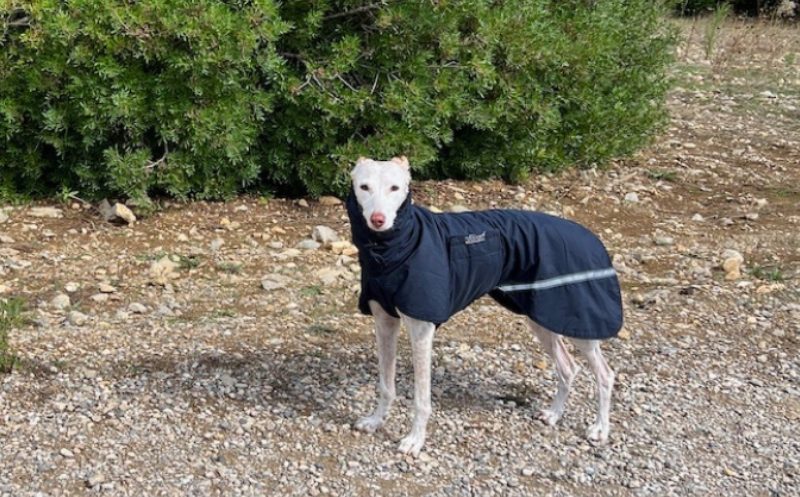 Du willst einen Hundemantel kaufen? – das solltest du beachten