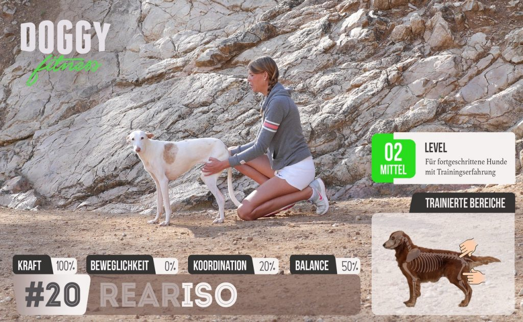 isometrisches training zum muskelaufbau für die hinterläufe und den rücken 2