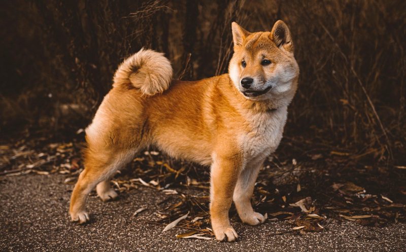 martina flocken - doggy fitness - muskelaufbau hund isometrisches training für hinterläufe und rücken - hundephysio - hundefitness