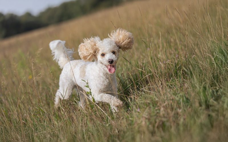 martina flocken - doggy fitness - teufelskralle – so hilft sie deinem hund bei gelenkerkrankungen - hundefitness - hundephysio
