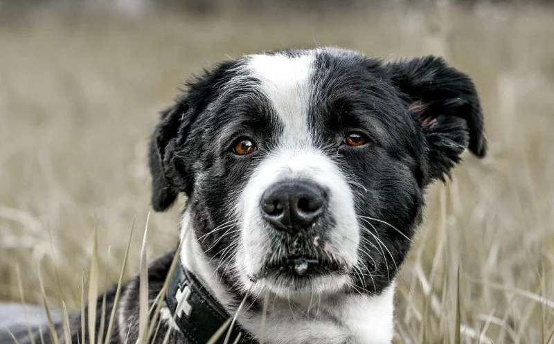 Vestibularsyndrom beim Hund – die wichtigsten Fakten zur Erkrankung!