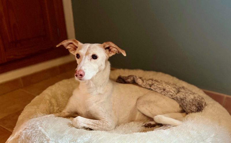 martina flocken - doggy fitness - rotlicht beim hund – schnelle hilfe bei arthrose, spondylose & co. - hundephysio - hundefitness