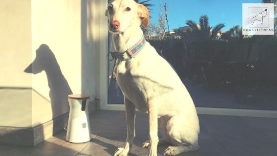 furbo doggy fitness mit tessa