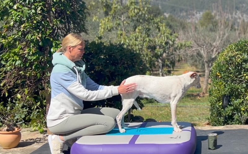 Gastbeitrag: Isometrisches Training im Hundetraining bzw. im Verhaltenstraining