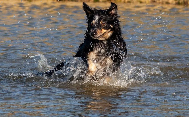 Wasserrute beim Hund – deshalb erkranken nicht nur Hunde, die schwimmen
