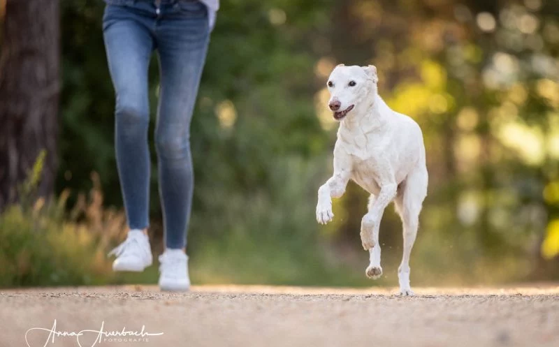 Wie lange darf mein alter Hund spazieren gehen und wie viel Bewegung braucht er überhaupt noch?!