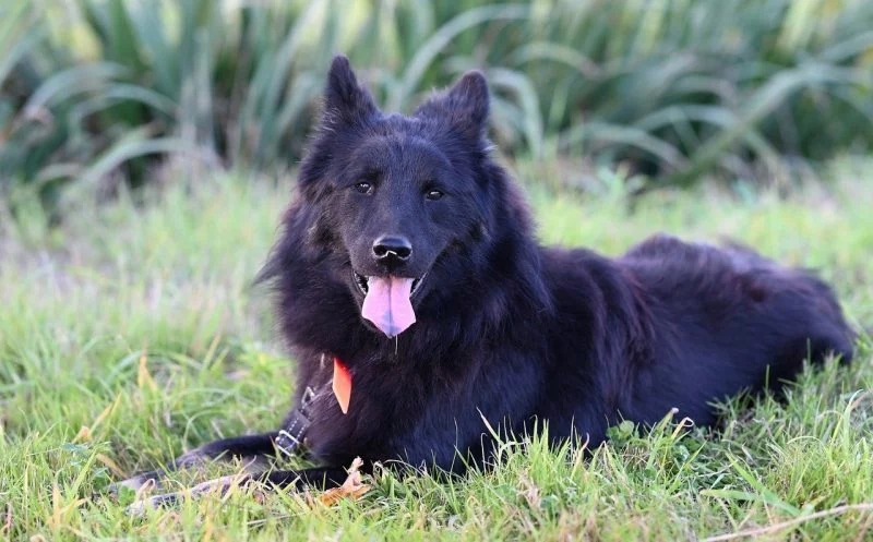 4 Tipps damit ein Hund mit Gelenkproblemen schnell wieder fit wird & was du vermeiden solltest!