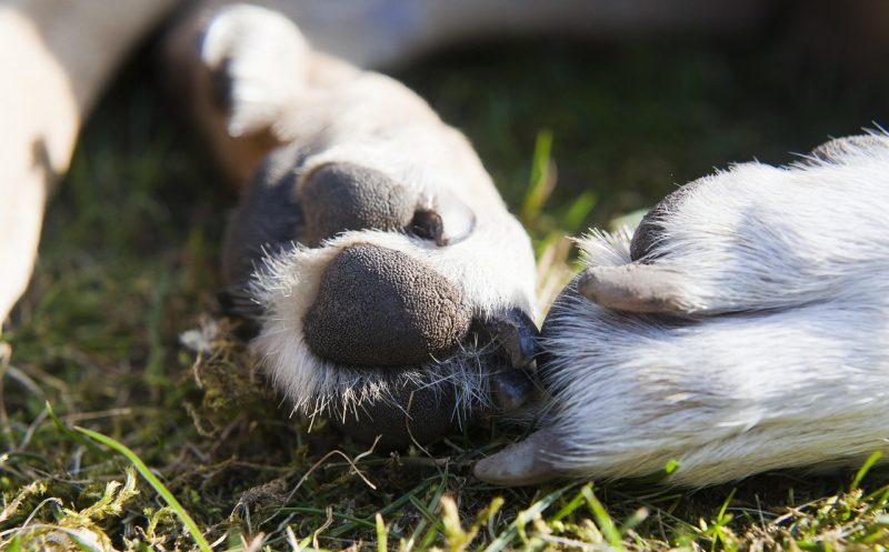 martina flocken - doggy fitness - MSM, Glucosamin & Chondroitin - 3 Nahrungsergänzungsmittel, die deinem Hund bei Gelenkproblemen helfen - hundephysio - hundefitness