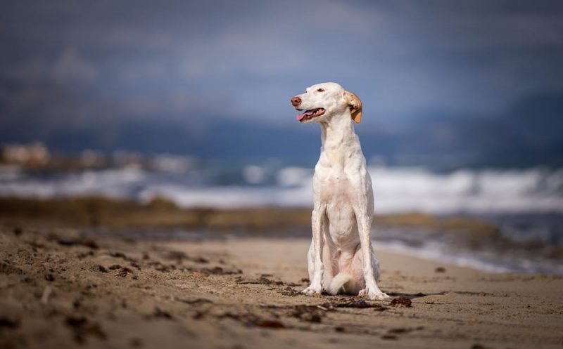 Diese Punkte gibt es bei hohen Temperaturen im Sommer bei der Bewegung deines Hund zu beachten – ohne wenn und aber!