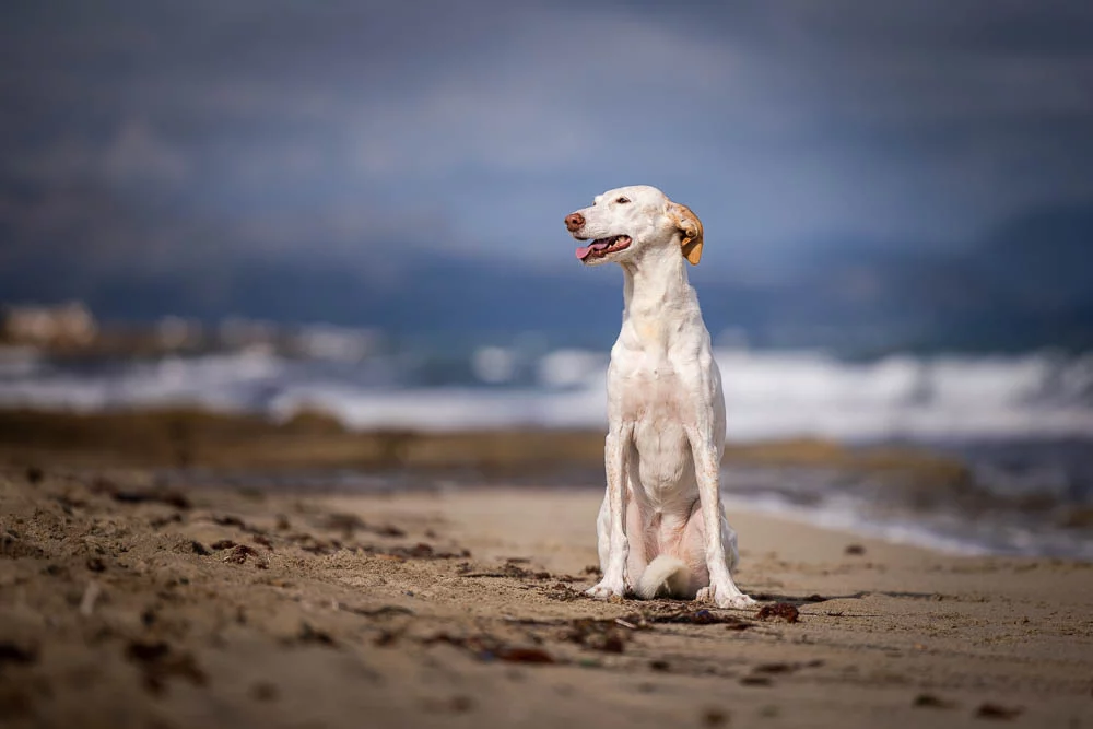 Diese Punkte gibt es bei hohen Temperaturen im Sommer bei der Bewegung deines Hund zu beachten – ohne wenn und aber!