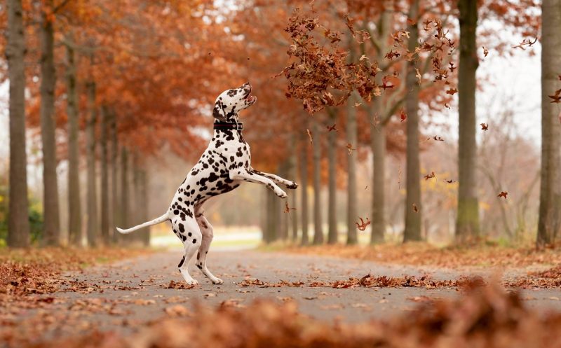 6 wertvolle Tipps für den Herbst – so kannst du deinem Hund bei Arthrose helfen