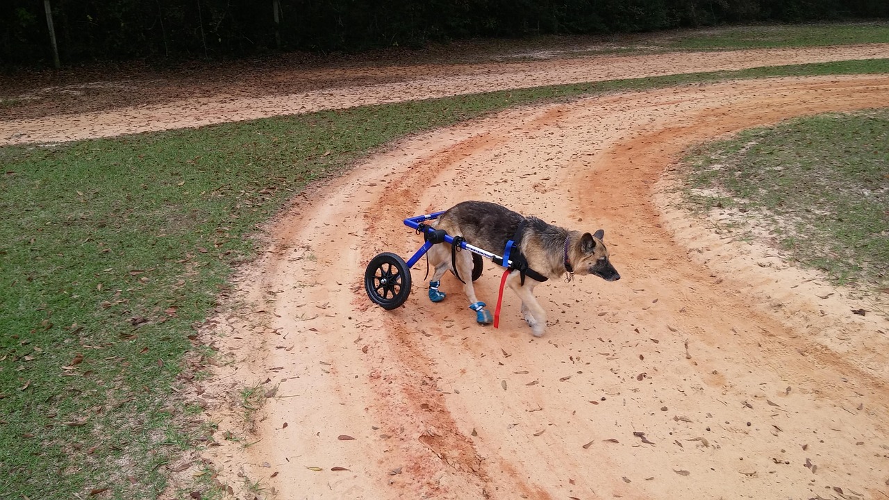 7 Tipps, mit denen du einem Hund mit Behinderung das Leben erleichterst!