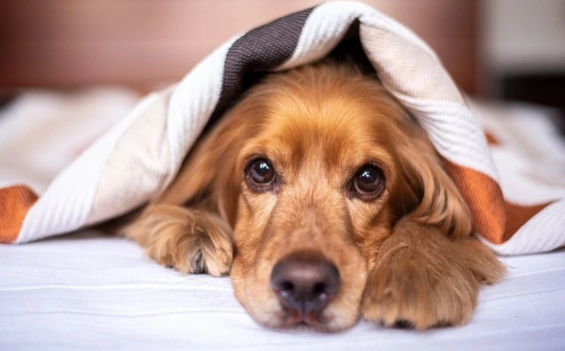 Bandscheibenvorfall beim Hund: Die Richtige Bewegung