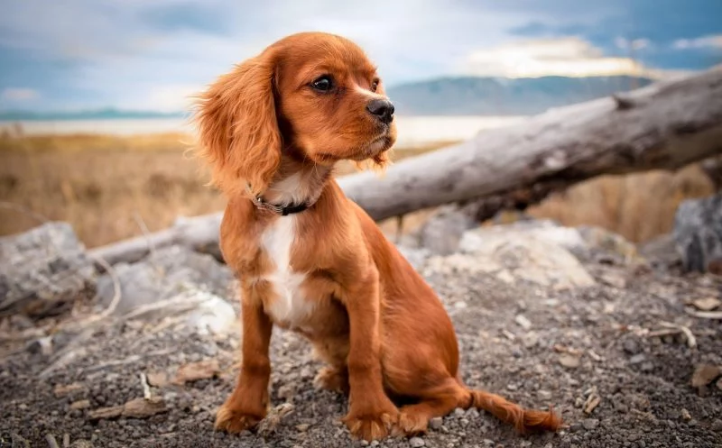 martina flocken - doggy fitness - ocd beim junghund wenn der junge hund gelenkprobleme bekommt - hundephysio - hundefitness