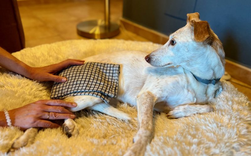 Beinwell Wickel  – sanfte Hilfe aus der Natur bei Gelenkproblemen & Schmerzen