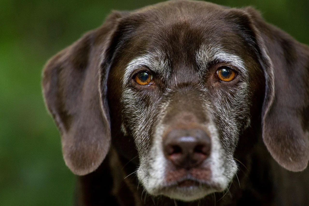Gesundheitscheck für ältere Hunde – was gemacht wird und weshalb er unverzichtbar ist