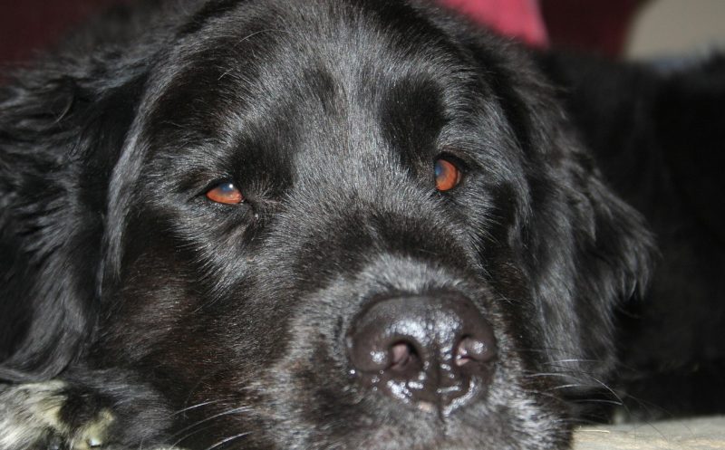 Gleitwirbel beim Hund  – die Spondylosisthesis – alle Fakten zur Erkrankung