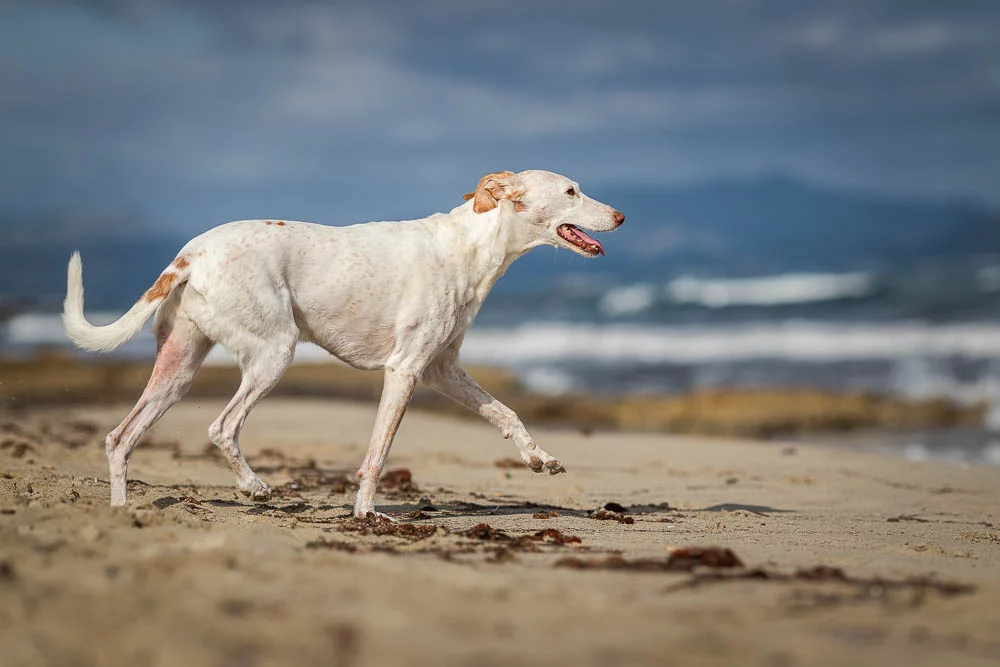 Tessa wird älter – und es ist ihr egal! – Alterungsprozess beim Hund