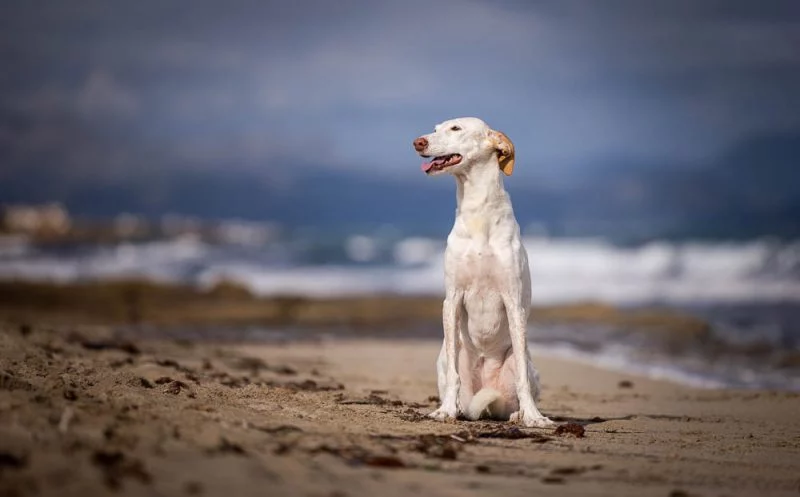 martina flocken - doggy fitness - warum es so wichtig ist, dass dein hund richtig sitzt - hundephysio - hundefitness