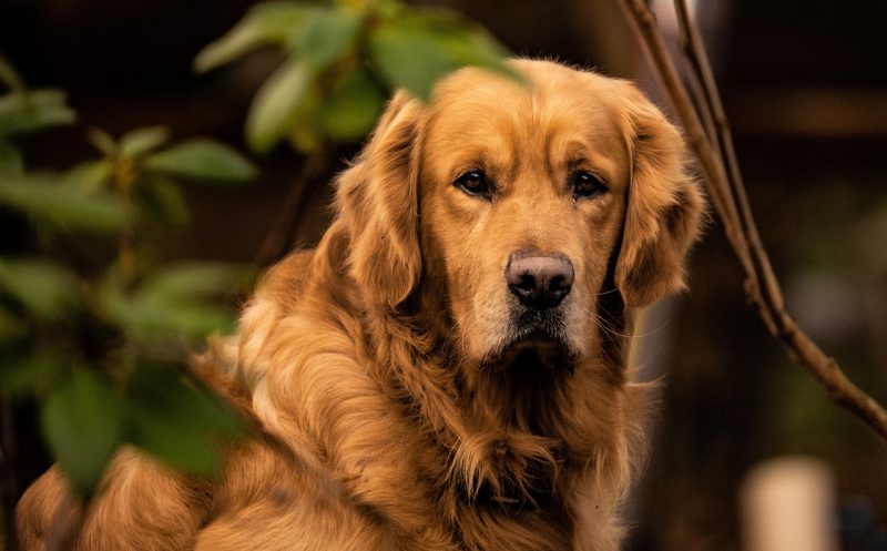 martina flocken - doggy fitness - gelenkschmerzen beim hund – wenn jeder schritt unangenehm ist - hundephysio - hundefitness
